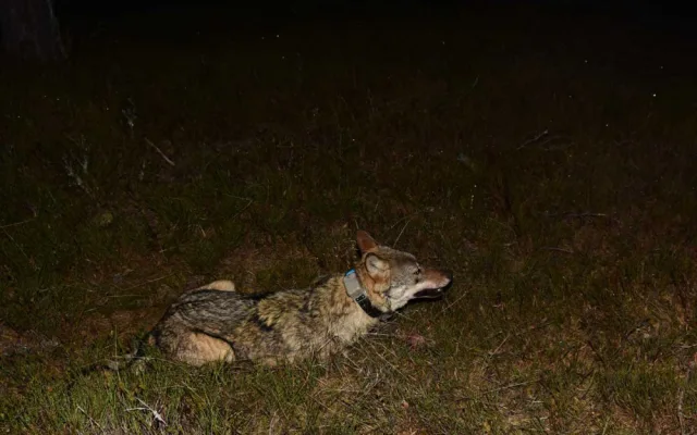 Zoologové nonstop sledují vlky na Šumavě, jejich počet odhadují až na 30 jedinců