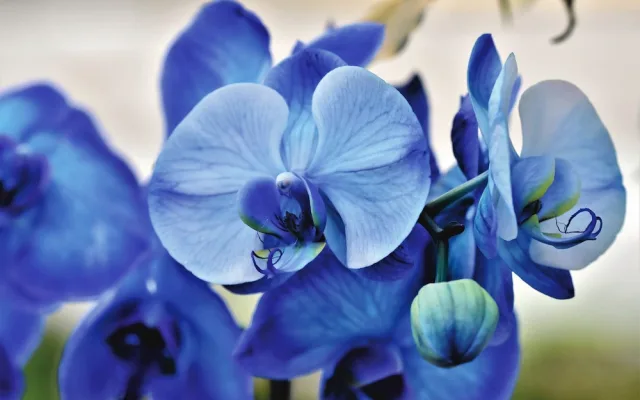 Tropický ráj v únoru. Jihočeské muzeum zve na výstavu orchidejí