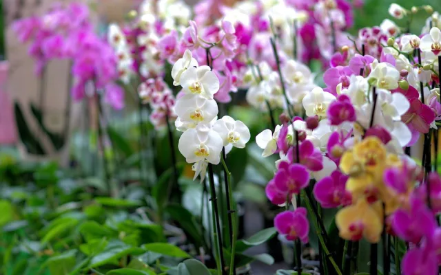 Tropický ráj v únoru. Jihočeské muzeum zve na výstavu orchidejí