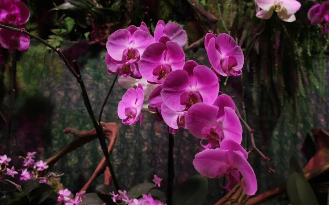 Tropický ráj v únoru. Jihočeské muzeum zve na výstavu orchidejí