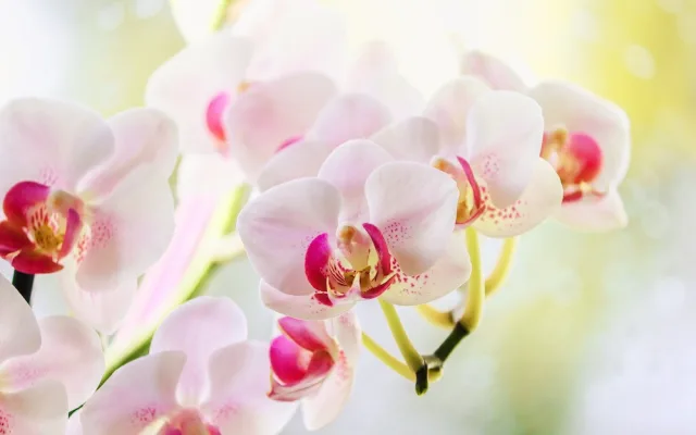 Tropický ráj v únoru. Jihočeské muzeum zve na výstavu orchidejí