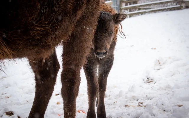 Zubří stádo v táborské zoo má nový přírůstek. Lidé mohou vybrat jméno