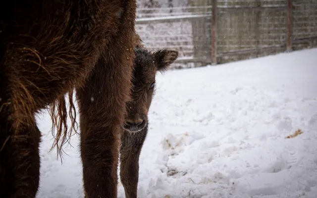 Zubří stádo v táborské zoo má nový přírůstek. Lidé mohou vybrat jméno