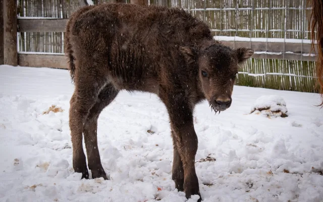 Zubří stádo v táborské zoo má nový přírůstek. Lidé mohou vybrat jméno