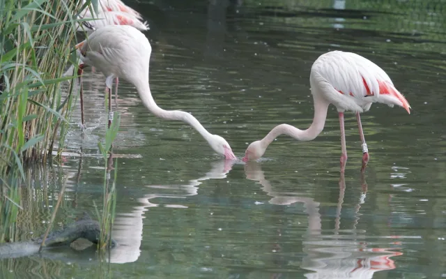 Zoo Hluboka nad Vltavou