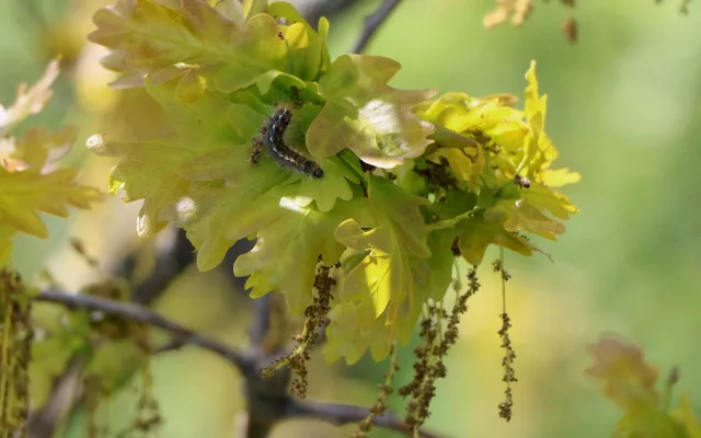 Housenka bekyně zlatořitné (Euproctis chrysorrhoea) je jeden z mnoha druhů herbivorů, kteří se na dubech běžně vyskytují. Foto: T. Volfová, BC AV ČR