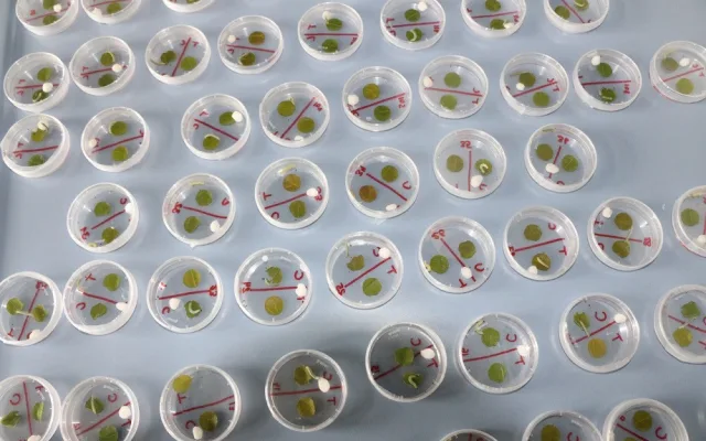 Housenky se v laboratorním experimentu vyhýbaly listům ošetřeným postřikem methyl jasmonátu, což je rostlinný hormon, který spouští obranu stromu. Foto: M. Volf, BC AV ČR.