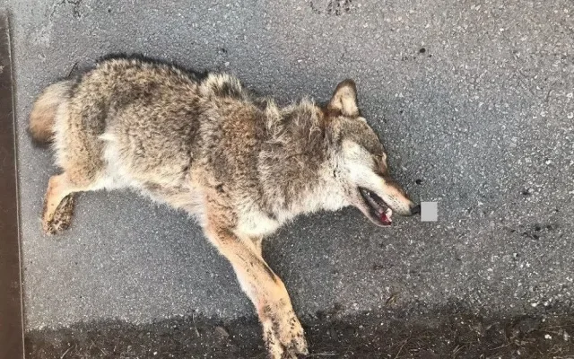 Nedaleko hranic s Německem srazil řidič vlka. Zvíře zraněním podlehlo