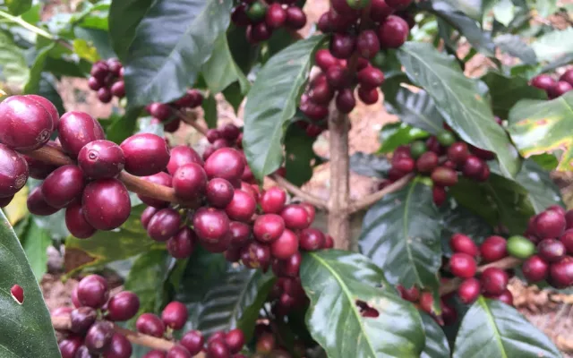 Jsme kávoví holisti. Důležitá je pro nás pří výběru hlavě chuť, říkají majitelé qb coffee roasters