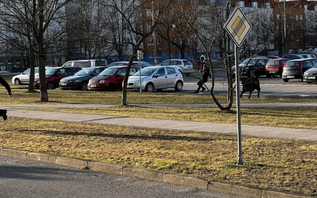 Po Budějcích pobíhají krávy. Řidiči by měli být opatrní