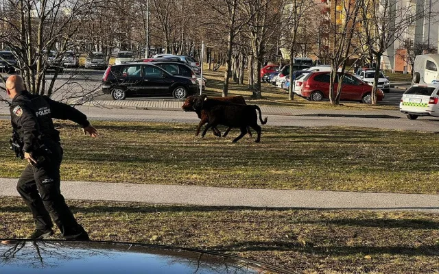 Po Budějcích pobíhají krávy. Řidiči by měli být opatrní