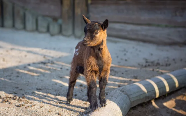 I v zoo na Hluboké oslaví Velikonoce