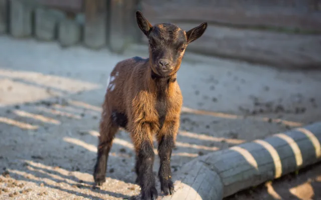 I v zoo na Hluboké oslaví Velikonoce