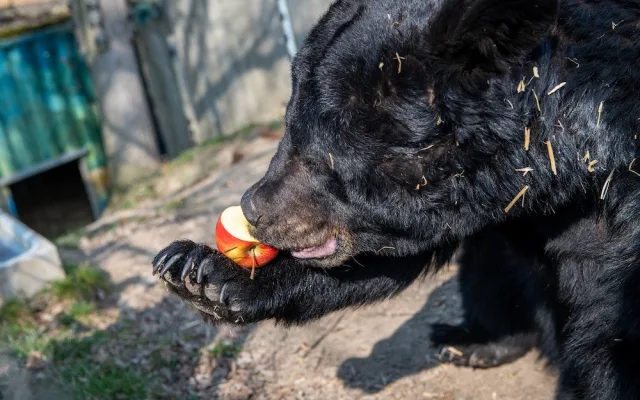 Penny neplýtvá a posílá do zoo zdravé ovoce a zeleninu