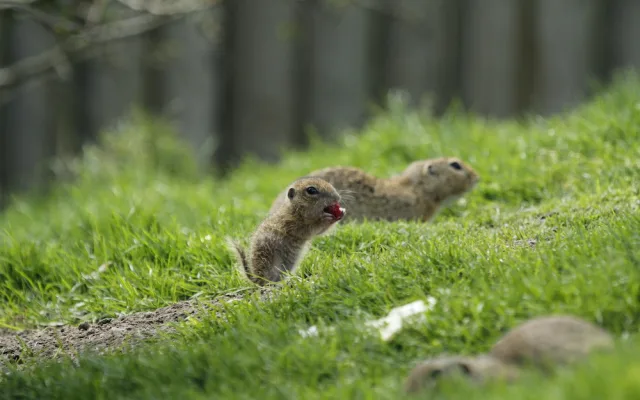 Zoo Hluboka nad Vltavou