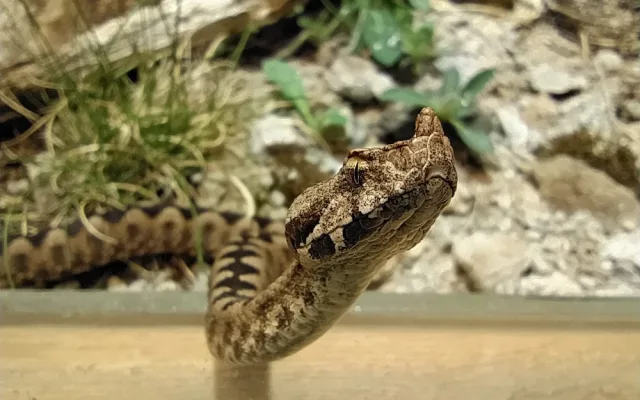 Zoo Hluboká se připravuje na hlavní návštěvnickou sezonu