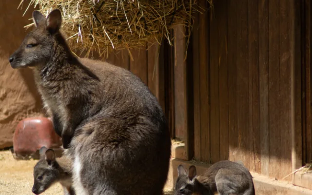 Zoo Hluboká se připravuje na hlavní návštěvnickou sezonu