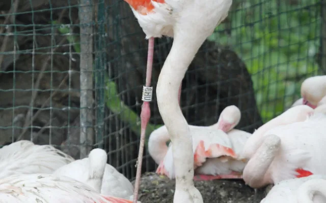 Zoo Hluboka nad Vltavou
