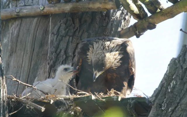 Zoo Hluboka nad Vltavou