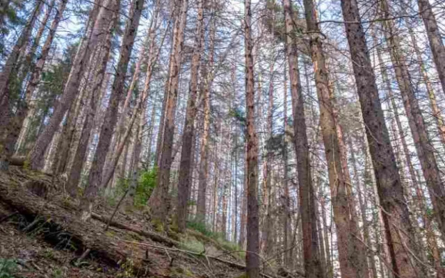 Kvůli stovkám nebezpečných a suchých stromů uzavřel národní park Šumava část trasy k Předním Paštím. Foto: Štěpán Rosenkranz