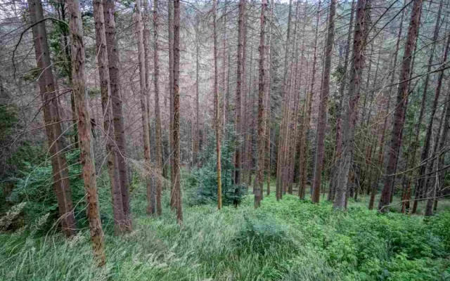 Kvůli stovkám nebezpečných a suchých stromů uzavřel národní park Šumava část trasy k Předním Paštím. Foto: Štěpán Rosenkranz