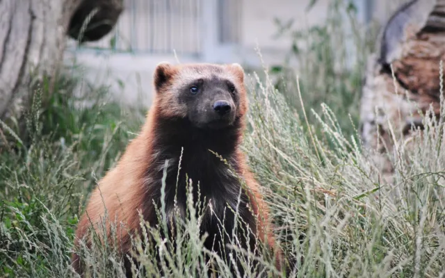 Návštěva zoologické zahrady když se setmí?