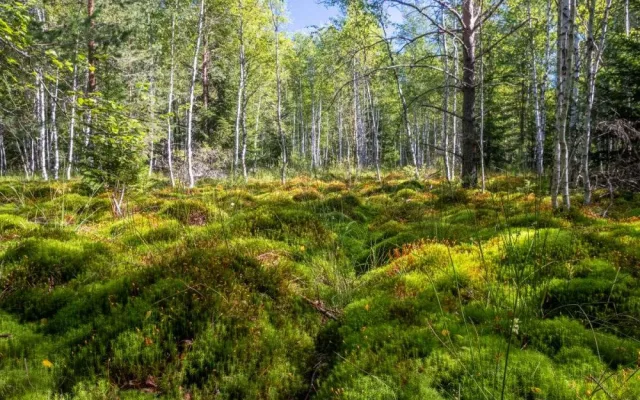 Národní park uzavře Soumarské rašeliniště. Kvůli stavbě
