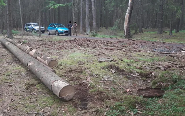 Zloděj ukradl z lesa vytěžené dřevo. Škoda přesáhla 270 tisíc korun