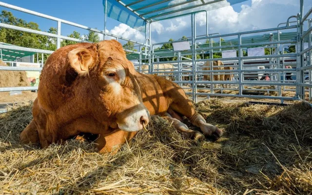Vyhrajte vstupenky na agrosalon Země živitelka. Výstava začíná už 25. srpna