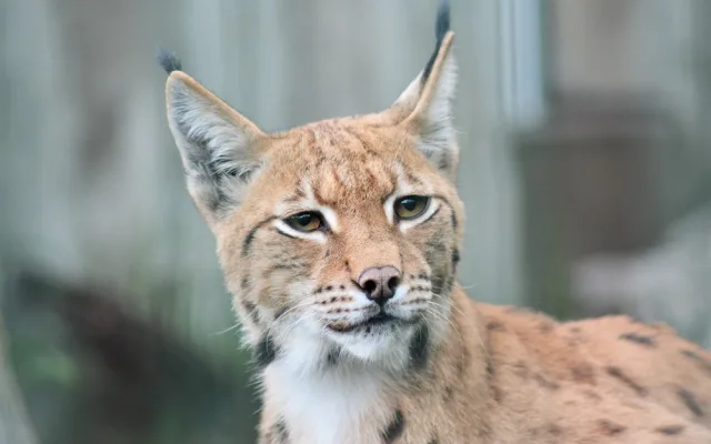 Zoo Hluboká zve návštěvníky za zvířátky, ale také do pohádky