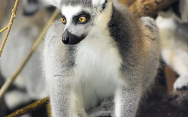 Zoo Hluboká zve návštěvníky za zvířátky, ale také do pohádky