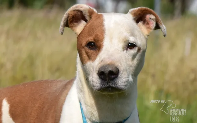 Zubožená fenka žila zamčená v malé garáži. Veterináři ji majitelům odebrali