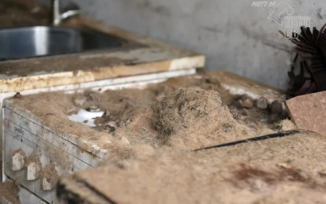 Zubožená fenka žila zamčená v malé garáži. Veterináři ji majitelům odebrali