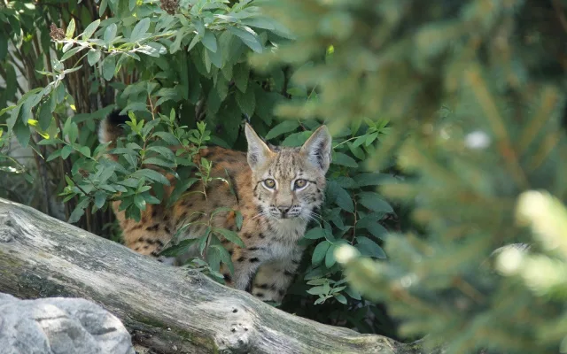 Dřevosochařské sympozium a děti do zoo zdarma. To je poslední prázdninový týden v Zoo Hluboká