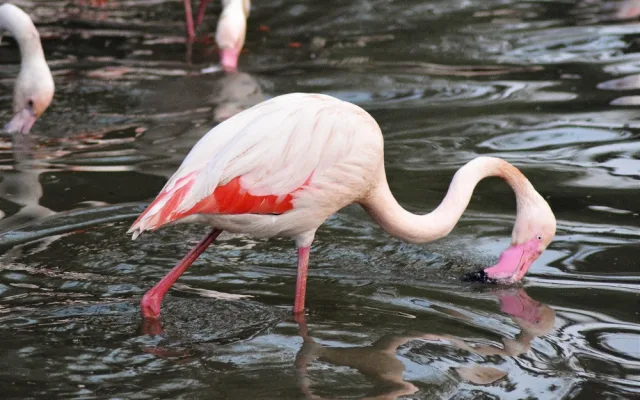 Dřevosochařské sympozium a děti do zoo zdarma. To je poslední prázdninový týden v Zoo Hluboká