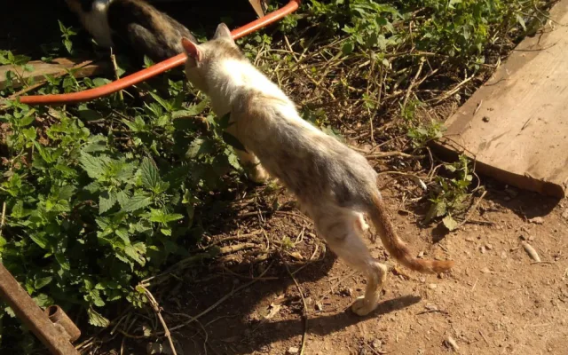 V Chýnově začal odchyt zanedbaných koček. Jejich zdravotní stav se zhoršil