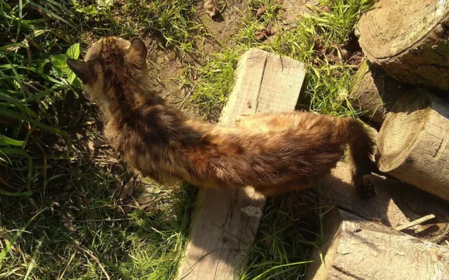 V Chýnově začal odchyt zanedbaných koček. Jejich zdravotní stav se zhoršil