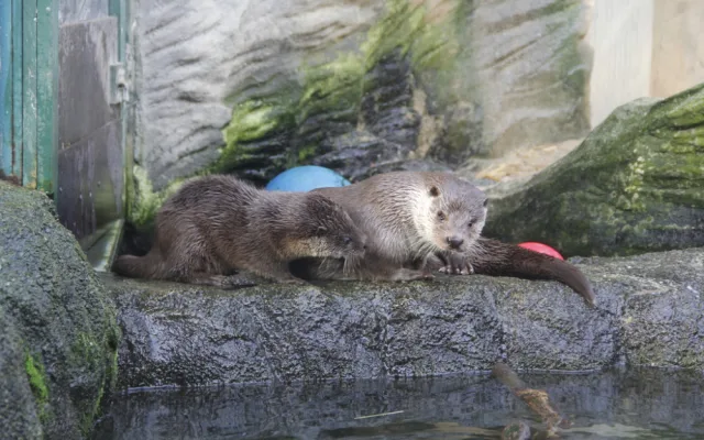 I na podzim má Jihočeská zoologická zahrada co nabídnout