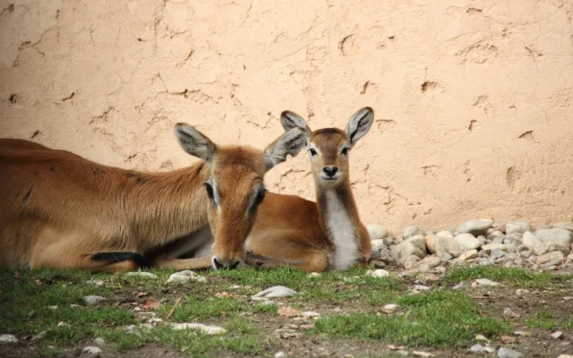 I na podzim má Jihočeská zoologická zahrada co nabídnout