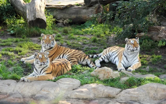 I na podzim má Jihočeská zoologická zahrada co nabídnout