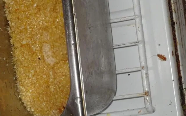 Šváby v lednici. Inspektoři zavřeli českobudějovickou restauraci Met
