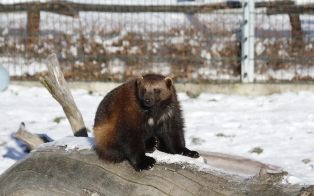 Štědrý den v Zoo Hluboká. Soutěžte o rodinnou vstupenku a krmení lemurů