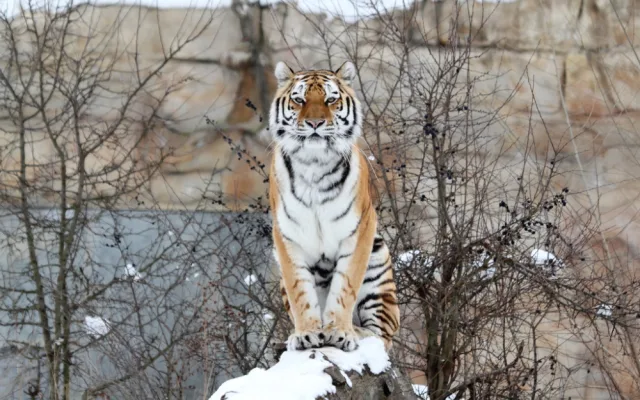 Štědrý den v Zoo Hluboká. Soutěžte o rodinnou vstupenku a krmení lemurů