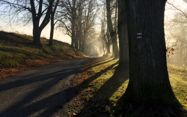 Alej v Týně nad Vltavou