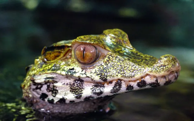 Do Jihočeského muzea se vrací exotická krása orchidejí