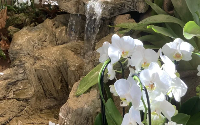 Do Jihočeského muzea se vrací exotická krása orchidejí