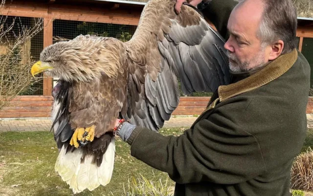 Na stanici v Makově mají neobvyklého pacienta. Léčí zraněného orla mořského, který přišel o křídlo