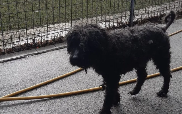 Deset psů pleme pumi skončilo v útulku. Teď hledají nové páníčky