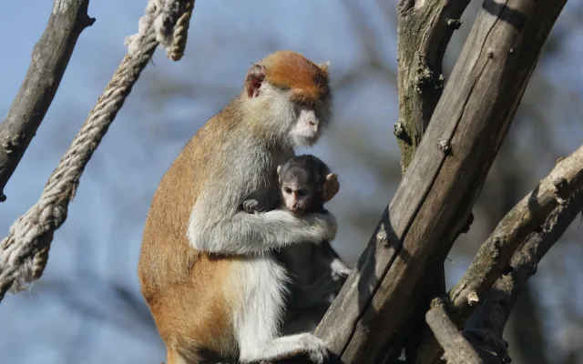 Zoo Hluboka nad Vltavou