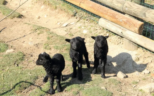 Zoo Hluboka nad Vltavou
